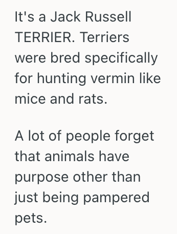 Screenshot 2025 06 05 at 10.44.01 PM Young Lady Let Her Animals Catch A Mouse In The Barn, But Another Person Accused Her Of Being Cruel